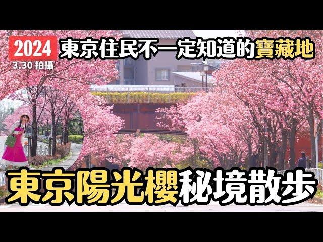 東京櫻花2024 早染井吉野櫻幾天盛開！東京超壯觀陽光櫻秘境｜4K VLOG