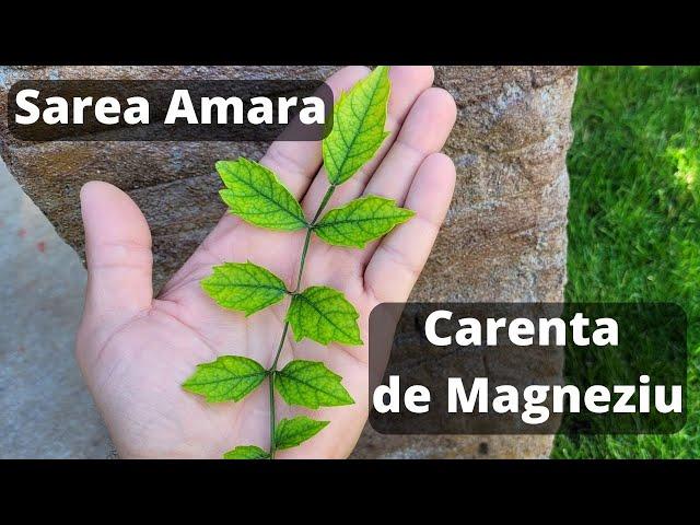 Ce este Sarea Epsom ? | Carenta de Magneziu | Fertilizant Sare amara