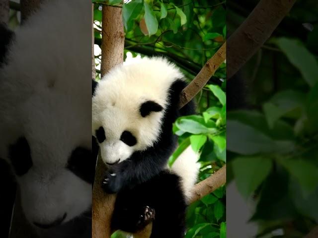 Cute Panda #panda  #pandavideo    #animalsounds #animalnoises #animalsouds