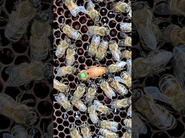Как сеет пчелиная матка  #пчеловодство #bee #beekeeper