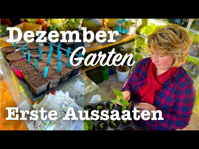 Der Garten im Dezember  Das Neue Gartenjahr beginnt 🪴 Einlagern, Stecklinge, Aussaaten 