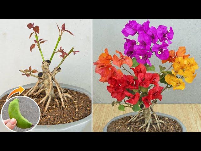 Method of grafting confetti using banana | Multi-colored bougainvillea by grafting