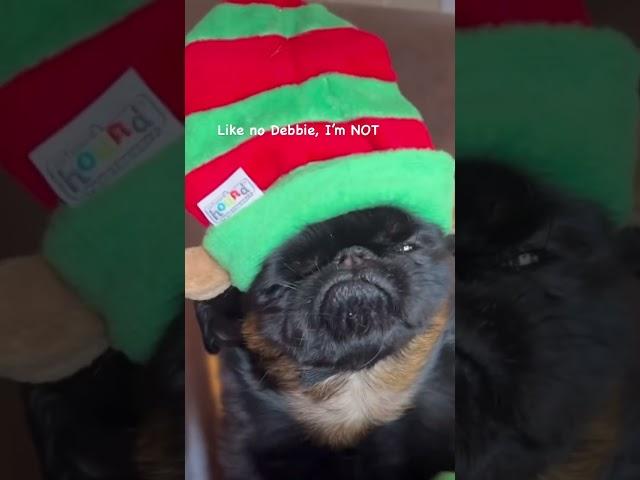 Shut it up Debbie! #grumpydog #dog #brusselsgriffon #holiday audio @reallymrt