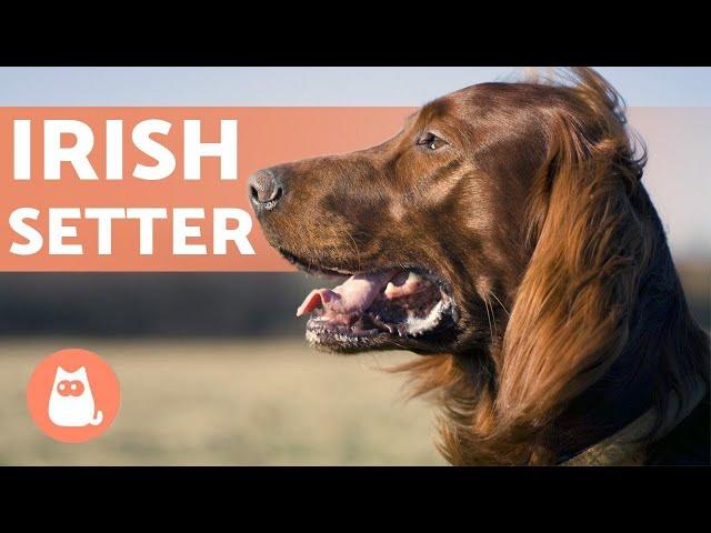 IRISH SETTER  Characteristics, Character and Health