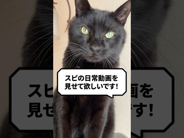 Q：スピの日常動画を見せて欲しい！ #猫 #猫の日常 #ねこ
