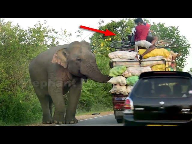 The attacking elephant comes on the road and attacks the vehicles..