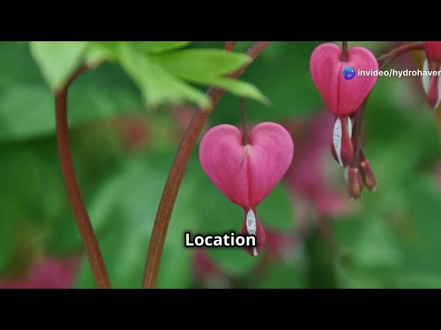 5 Easy to Grow Perennials for a Shade Garden