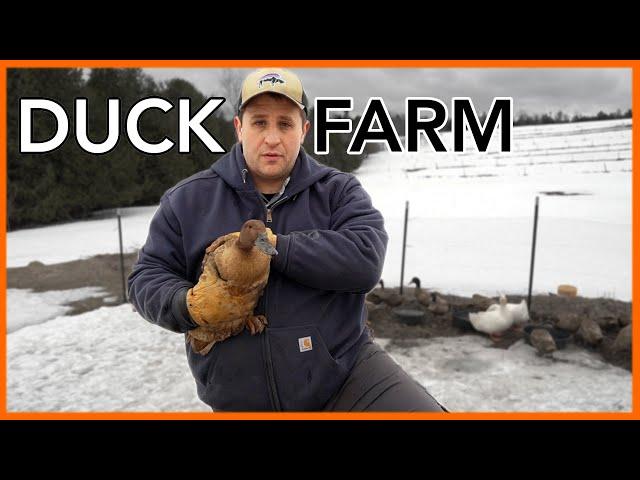 What I wish I’d known before starting a Duck Farm