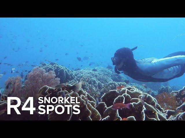 Raja Ampat Snorkeling: Top 14 Sites