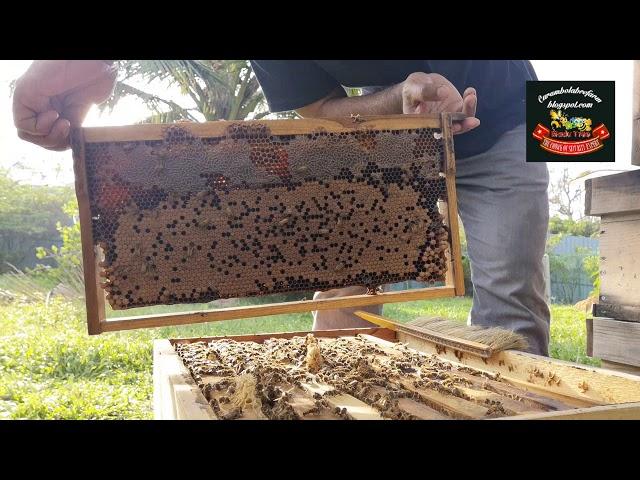 Apis melifera can we get more than 200kg per month of pure honey???