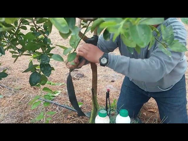 Soldando ramas rota por el viento en limon persa