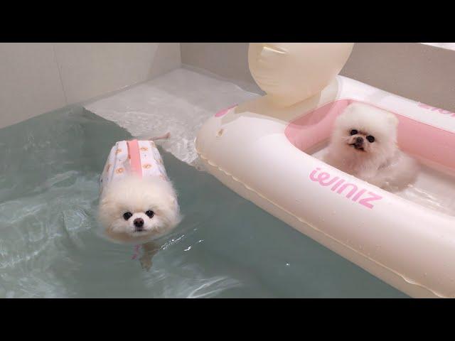 I Made a Swimming Pool with Unlimited Hot Water For My Puppies!