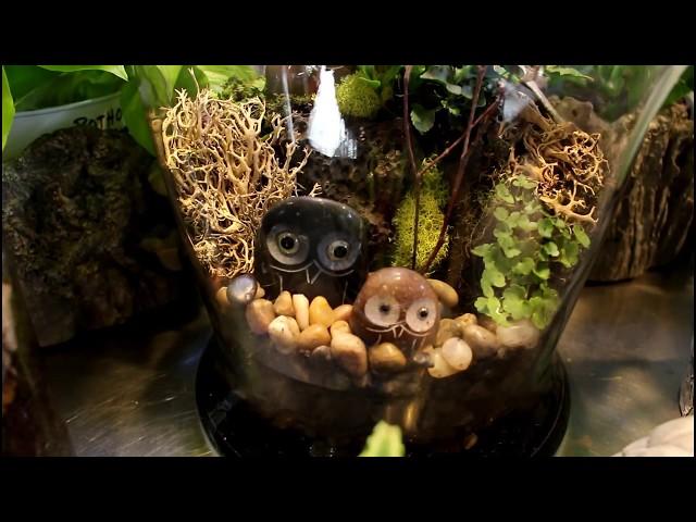 How to plant a Terrarium using natural elements/Garden Style nw