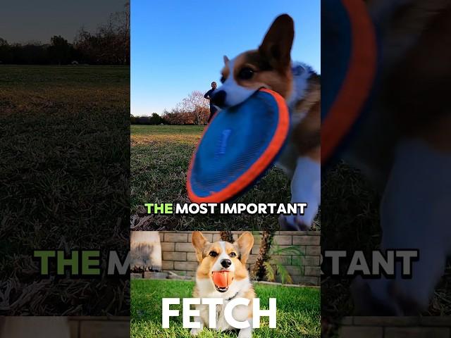 Why Is Fetch So Important For Your Dog? #short #corgi #dogtraining