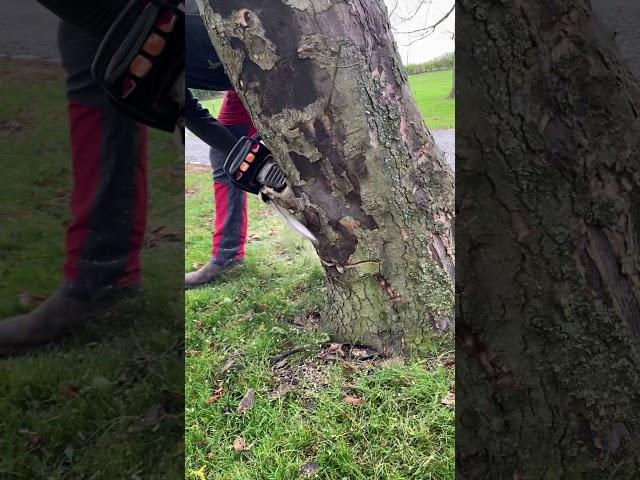 How to fell a tree with a Stihl MS391