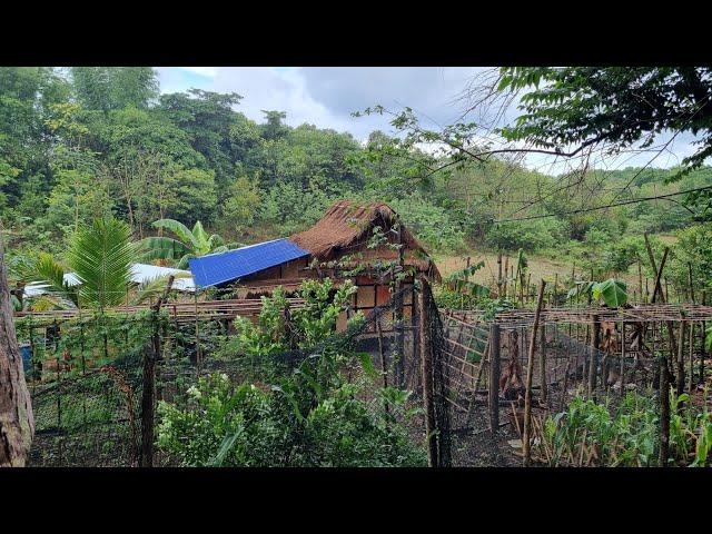 picking mango working in the ricefield repairing dirty kitchen & cooking "INAMPALAYAHANG TALAKITOK"