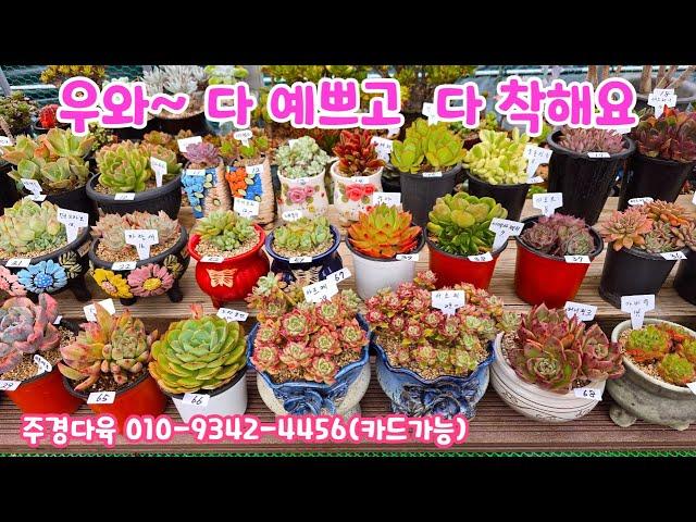 250623#주경다육 수미미티 칠석정 아르제 익소라 홍포도 콜로라타철화 뉴헨의진주 슈가베이비 와인피치 노랑풍선