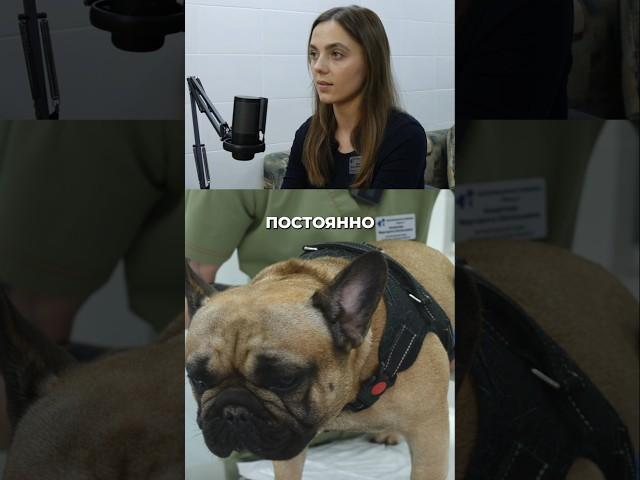 Несоблюдение рекомендаций врача может быть опасно!.. #ветеринария #ветеринарныйподкаст #ветеринар