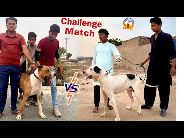 Hmary Bully Dog Ka Heavy Bully Dog Sy Challenge Hogya