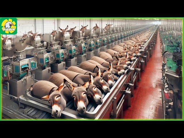 Donkey Farming - Wonderful Modern Donkey Breeding and Donkey Products | Food Factory
