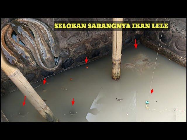 SUNGGUH TAK TERDUGA !!! MANCING DISELOKAN KECIL SEPERTI INI MALAH ISINYA IKAN LELE SEMUA