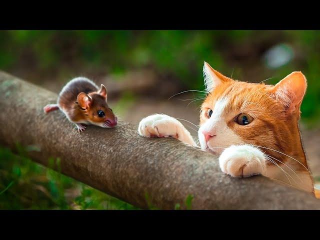 This Cat with a CAMERA Catches a MOUSE