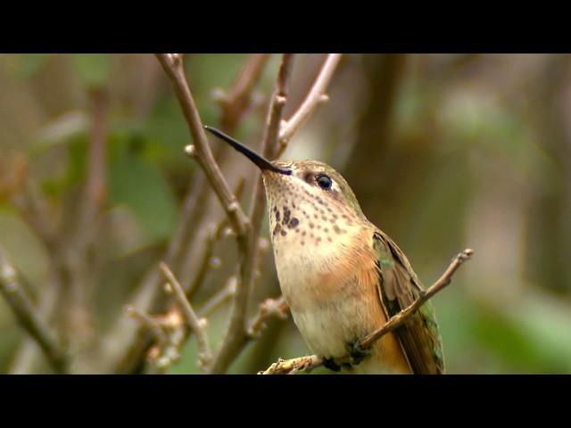 Rufous Hummingbird On A Branch