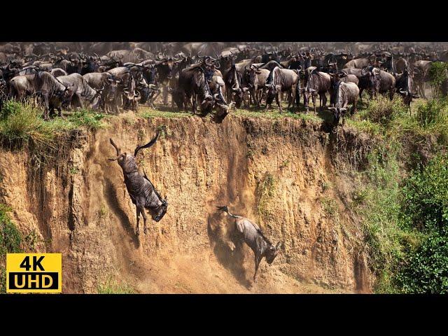 Great Migration/ Battle for Survival/ Wildebeest Crossing River Crocodile - Serengeti National Park