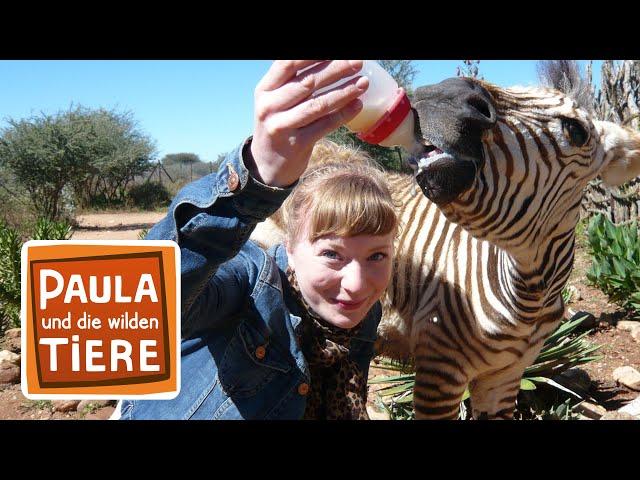 Eine Herde für Zebra Benny | Reportage für Kinder | Paula und die wilden Tiere