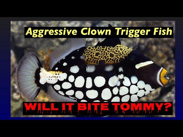 Aggressive Clown Triggerfish