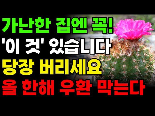 식물풍수 ㅣ 집안에 절대 두면 안되는 나무들 ㅣ 부잣집도 망하게 하는 식물 #풍수인테리어 #풍수소품 #풍수지리 #식물풍수 #식물 풍수 #화분풍수 #화분 풍수 #부자되는방법