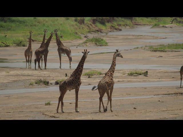 Great Africa Safari Tanzania | Tarangire National Park