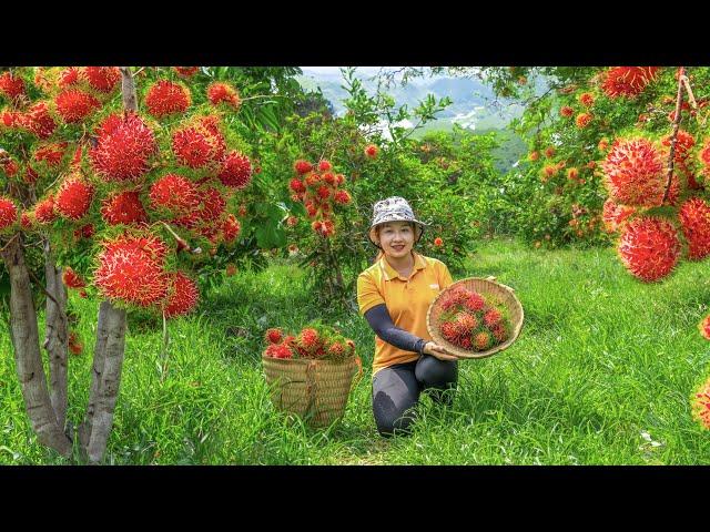 Harvesting rambutan to the Market to Sell! Growing vegetables in the garden | Lucia's daily life