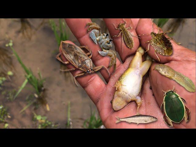 Hunting water bugs‼️giant water bug, diving beetle, dragonfly larvae, crab, frog, tadpole, baby fish