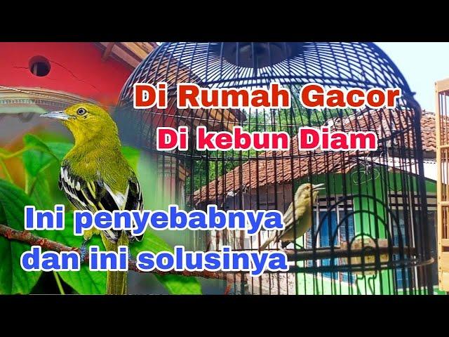 Burung sirtu gacor pas di bawa ke kebun malah diam ‼️ ini penyebab nya dan ini solusinya.