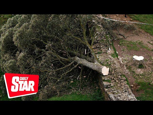 Sycamore Gap tree: Authority mark one year since felling