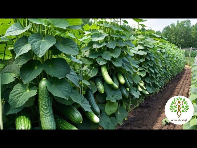 Do you want Plants Full of Cucumbers? Do This For A Rich Harvest!