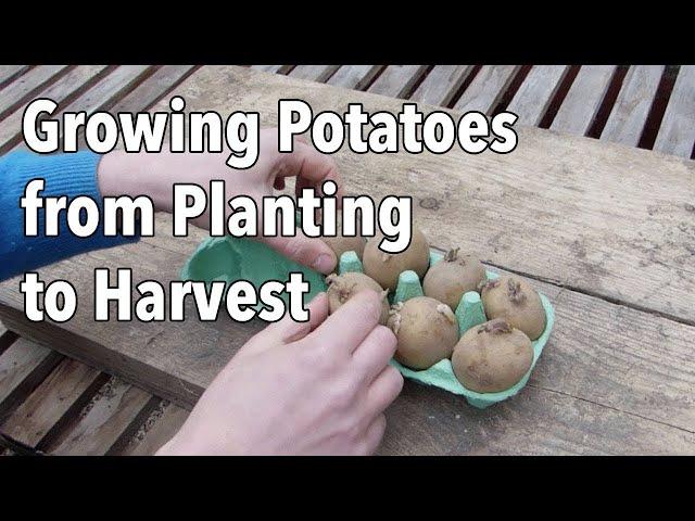 Growing Potatoes from Planting to Harvest