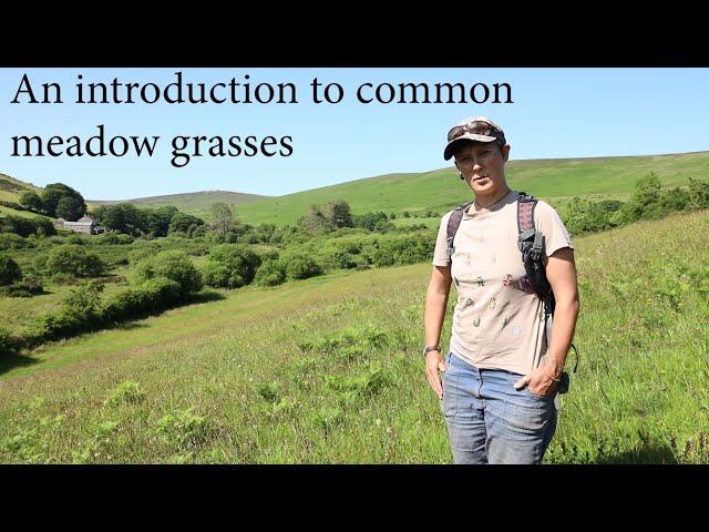 Grasses ID for beginners - Learn to identify common meadow grasses with ecologist Hannah Gibbons.