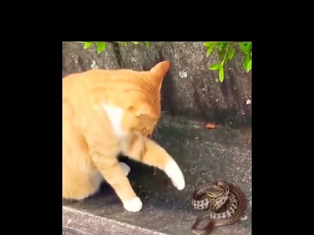 #Cat vs Snake 