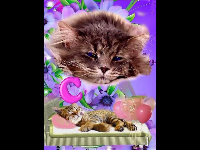 СОНЯ, С ДНЁМ РОЖДЕНИЯ! #котики # #новинка