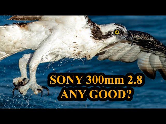 Sony 300mm 2.8 Ridiculously Good or Just Ridiculous? Part 1 of 3. Wildlife Bird Photography