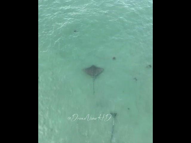 Swimmers Get a SURPRISE Visit from a Spotted Eagle Ray!