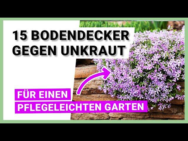 15 Bodendecker gegen Unkraut – für einen pflegeleichten Garten mit schönen Akzenten