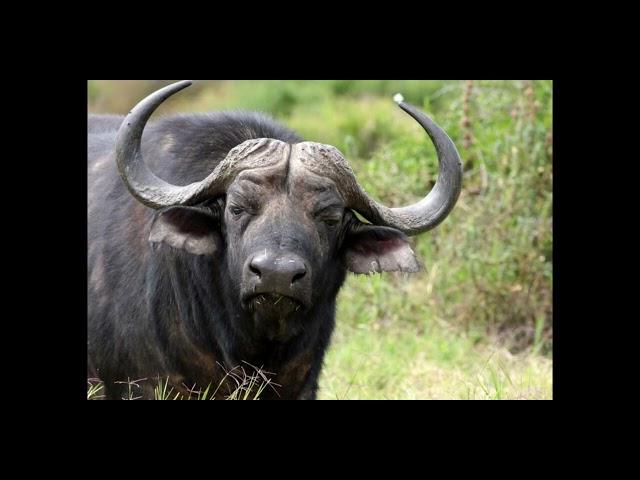 An Introduction to African Buffalo - JLIAACEA reports