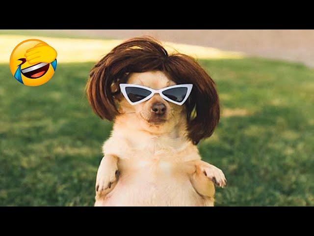 Funniest Animal Videos   - Best Funny Cats & Dogs Videos 