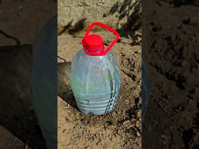 Бутылка в Огороде  весной для сада и огороде. Секрет раскрыт