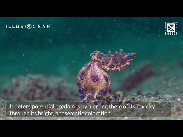 The Greater Blue-Ringed Octopus (𝘏𝘢𝘱𝘢𝘭𝘰𝘤𝘩𝘭𝘢𝘦𝘯𝘢 𝘭𝘶𝘯𝘶𝘭𝘢𝘵𝘢)