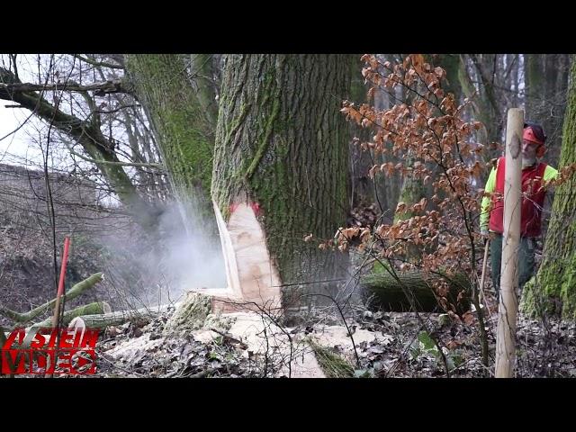 Baum Pappel fällung mit STIHL Ms661, Ms 291, Ms 261 Bobcat Bagger 442 //Boris Freischlag