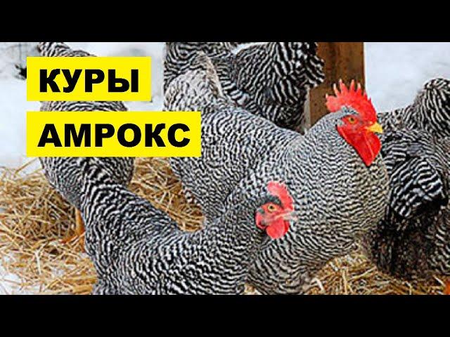 Разведение кур породы Амрокс как бизнес идея | Куры Амрокс